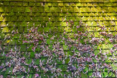 Roof Algae Cleaning - Roofing Moore County, North Carolina