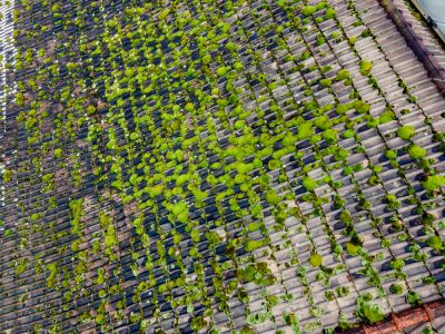 Roof Algae Removal - Roofing Rosharon, Texas