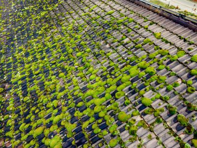 Roof Fungus Removal - Roofing Hornell, New York